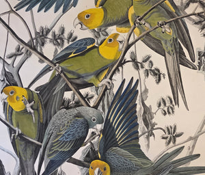 Original Audubon Havell Carolina Parrot, Plate 26