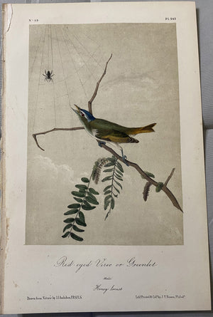 Original Audubon Octavo Edition Number 49 Plate 243, Red-eyed Vireo