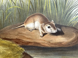 Audubon Original Imperial Plate 100, Missouri Mouse