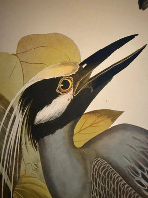 Bien Edition - John James Audubon Yellow - Crowned Heron