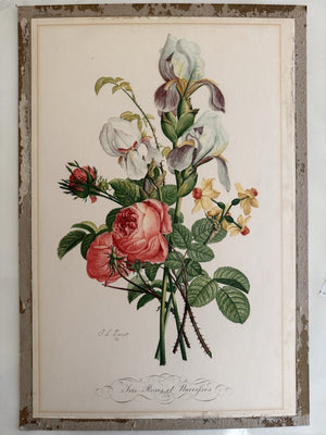 J. L. Provost 120 Year Old Print, The Roses