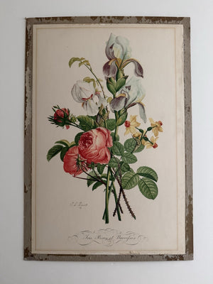 Antique French Botanical Print J.L. Prévost
