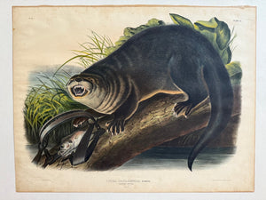 Audubon Original Imperial Plate 51, Canada Otter