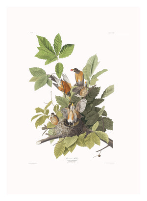 Robin