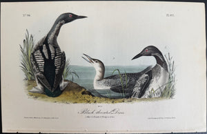 Audubon Octavo 1st Edition Black-throated Diver