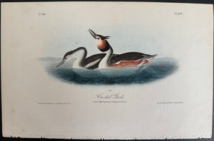 479 Audubon Octavo 1st Edition Crested Grebe