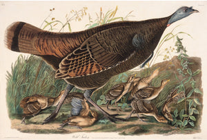 Wild Turkey, female
