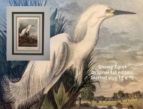 Audubon octavo snowy egret