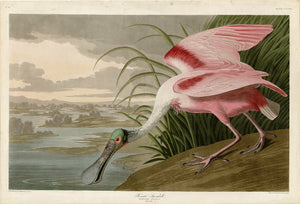 Roseate Spoonbill