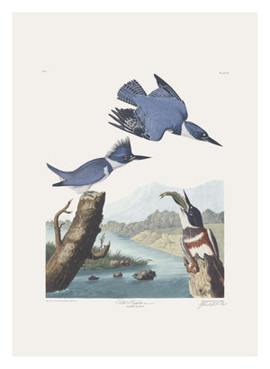 Kingfisher