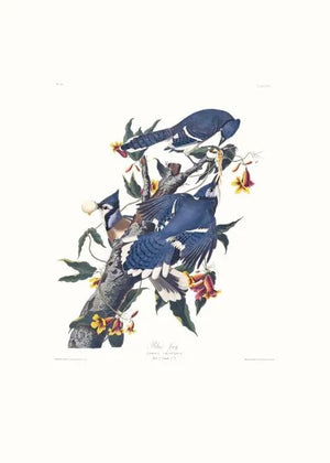 Blue Jay