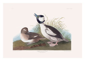 Buffle Headed Duck