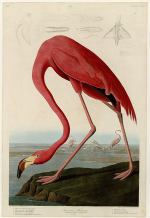 American Flamingo