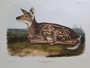 Fawn
