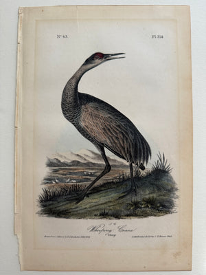 314 Audubon Octavo 1st edition Whooping Crane