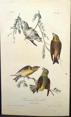 200 Audubon Octavo 1st Edition Common Crossbill