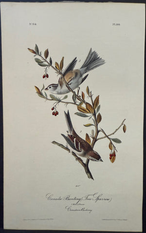 Audubon Octavo 1st Edition Canada Bunting Tree Sparrow plate 166