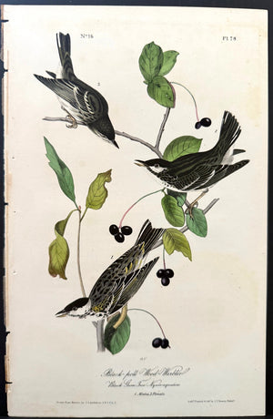 78 Audubon Octavo 1st Edition Black-poll Wood WQarbler