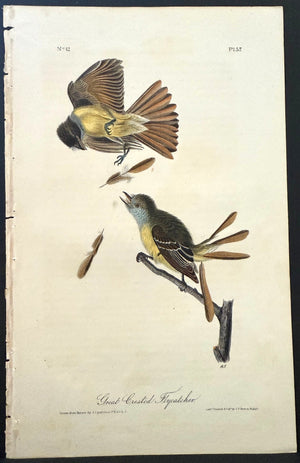 57 Audubon Octavo 1st Edition Great Crested Flycatcher