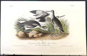 347 Audubon Octavo 1st Edition Snipe or Stone Curlew