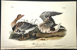 379 Audubon Octavo 1st Edition Brant Goose