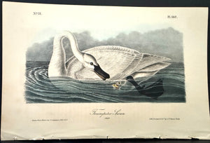382 Audubon Octavo 1st Edition Trumpeter Swan (Adult)