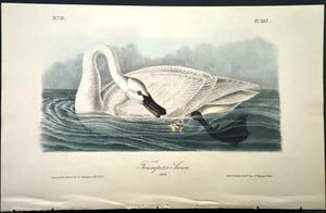 382 Audubon Octavo 1st Edition Trumpeter Swan (Adult)