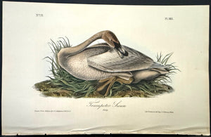 383 Audubon Octavo 1st Edition Trumpeter Swan (Young)