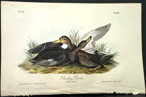 386 Audubon Octavo 1st Edition Duskey Duck