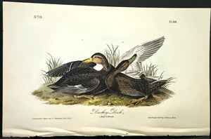 386 Audubon Octavo 1st Edition Dusky Duck