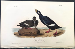 401 Audubon Octavo 1st Edition Velvet Duck
