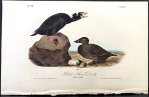 402 Audubon Octavo 1st Edition Black Duck
