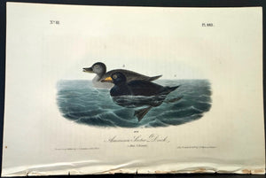 403 Audubon Octavo 1st Edition American Scoter Duck