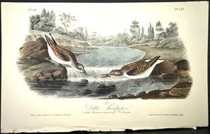 337 Audubon Octavo 1st Edition Little Sandpiper