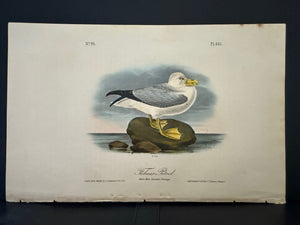 455 Audubon Octavo 1st Edition Fulmar Petrel