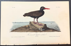 326 Audubon Octavo 1st Edition Townsend's Oyster Catcher