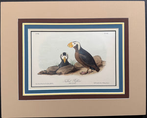 462 Audubon Original Octavo Tufted Puffin, 2nd edition, matted