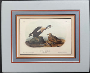 404 Audubon Original Octavo King Duck, 2nd edition. matted