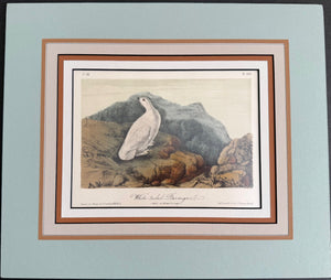 302 Audubon Original Octavo White-tailed Ptarmigan, 2nd edition, matted