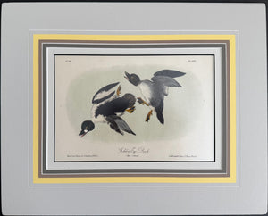 406 Audubon Original Octavo Golden Eye Duck, 2nd edition, matted