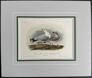446 Audubon Original Octavo Common American Gull, 2nd edition, matted