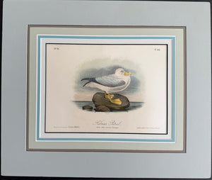 455 Audubon Original Octavo Fulmar Petrel, 2nd edition. matted