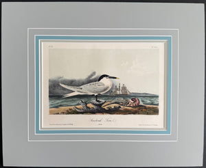 431 Audubon Original Octavo Sandwich Tern, 2nd edition, matted