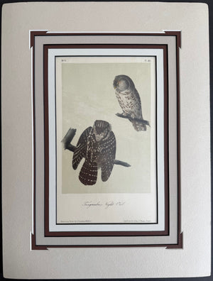32 Audubon Original Octavo Tengmalms Owl, 2nd edition, matted