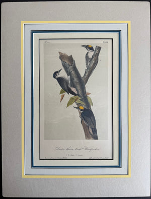 268 Audubon Original Octavo Artic Three-toed Woodpecker, 2nd edition, matted