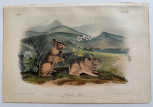 Plate 94, Audubon Octavo Nuttal's Hare, 1st Edition