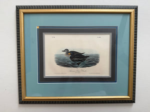 Plate 403, American Scoter Duck, Audubon Octavo 1st edition, framed