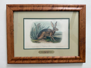 Plate 112, Californian Hare, Audubon Octavo 1st edition, framed