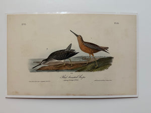 Original Audubon 1st Edition number 71, plate 351, Red-breasted Snipe