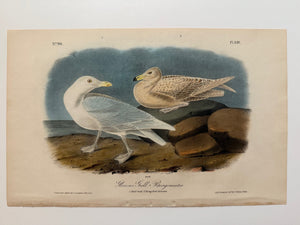 Original Audubon 1st Edition number 90, plate 449, Gllaucus Gull Burgomaster